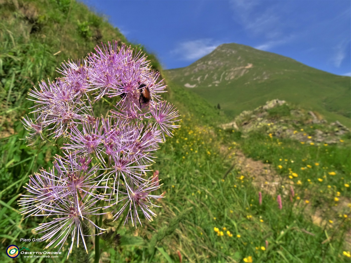 29 Thalictrum aquilegiifolium (Pigamo colombino) con vista in Vindiolo.JPG